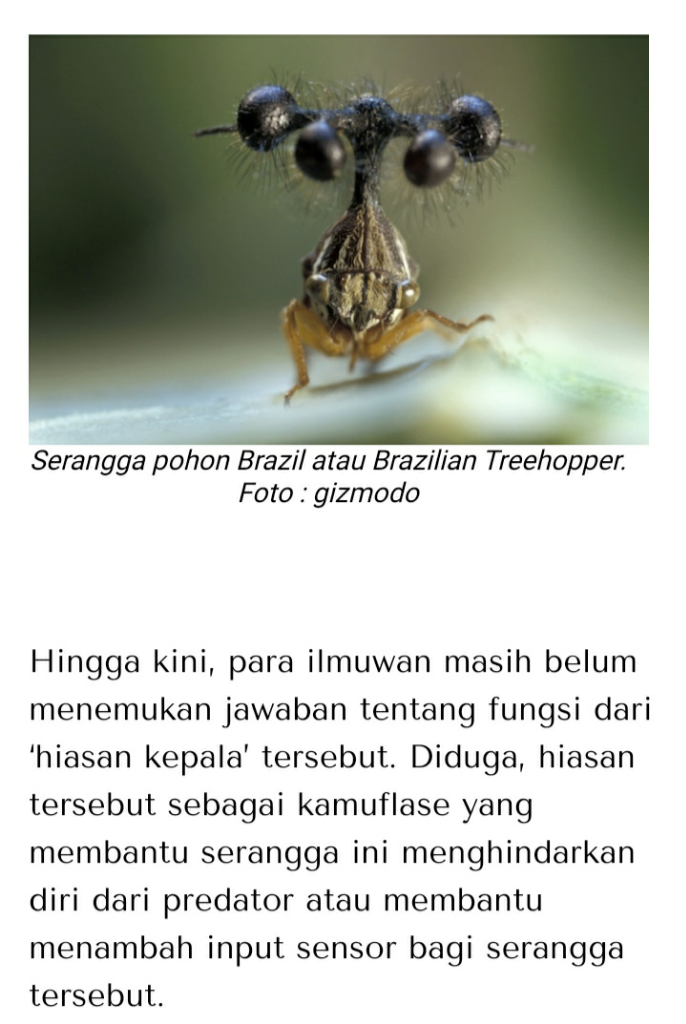Unik Dan Menarik, Aku Terpesona Tidak Percaya Kau Ada