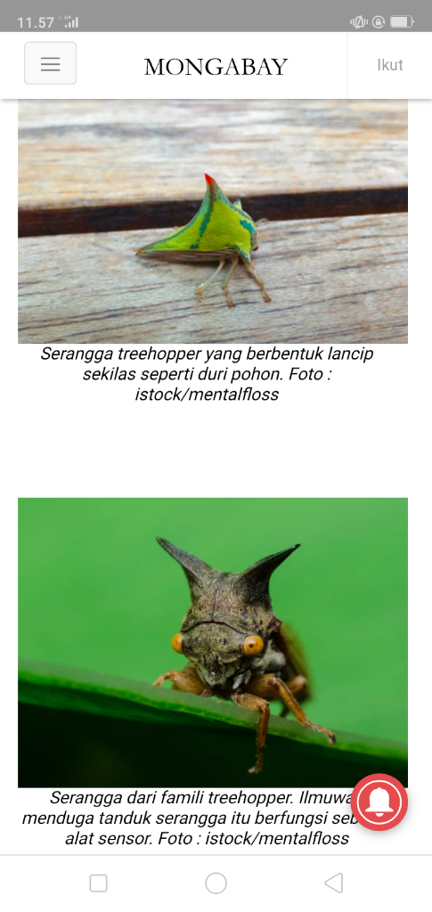 Unik Dan Menarik, Aku Terpesona Tidak Percaya Kau Ada