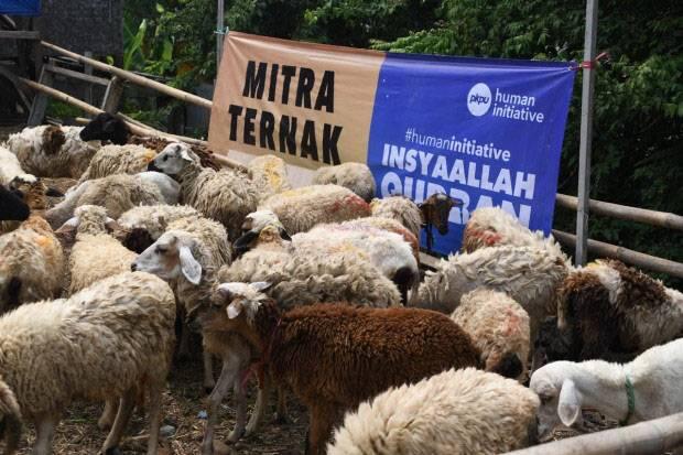 Human Initiative Distribusikan Kurban Ke Berbagai Pelosok dan Daerah Bencana