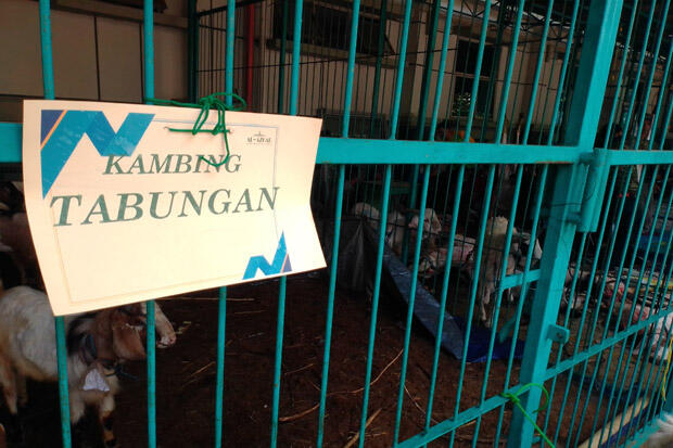 Menabung Dua Pekan, Siswa di Tangsel Berkurban 3 Sapi dan 80 Kambing