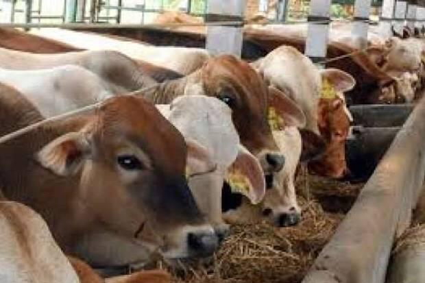 Idul Adha 1440 H, Polda Metro Jaya Berkurban 67 Sapi dan 49 Kambing