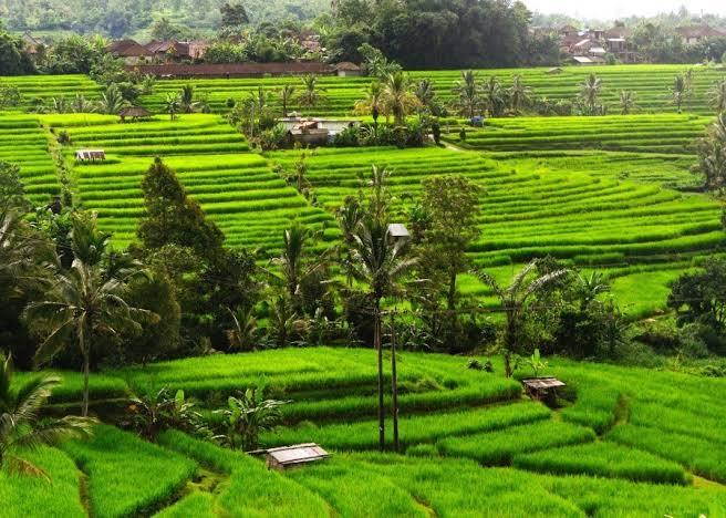 Indonesia Surganya Layanan Door To Door