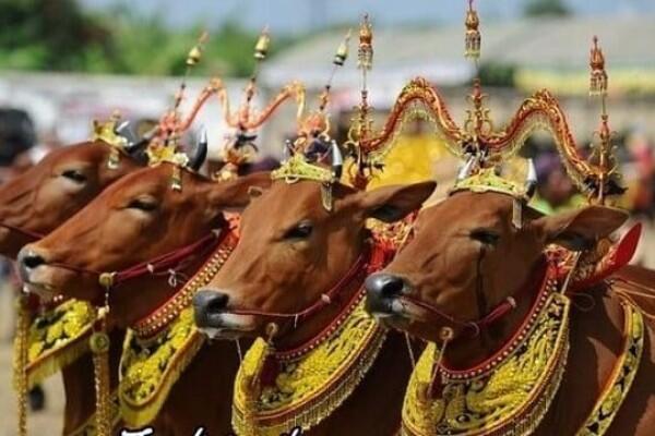 8 Tradisi Unik Perayaan Iduladha di Indonesia, Ada Pengantin Sapi lho