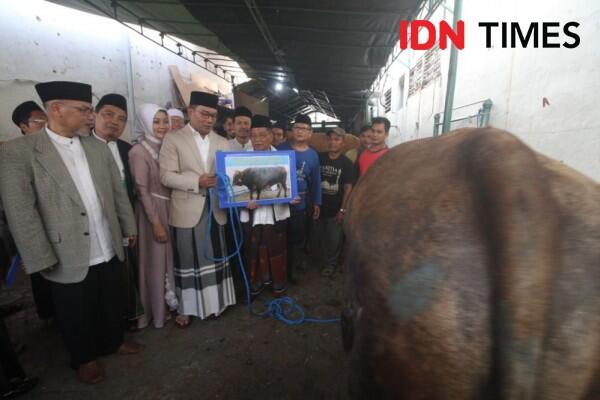 Jokowi Kurban Sapi 900 Kg di Bandung, Ridwan Kamil 625 Kg