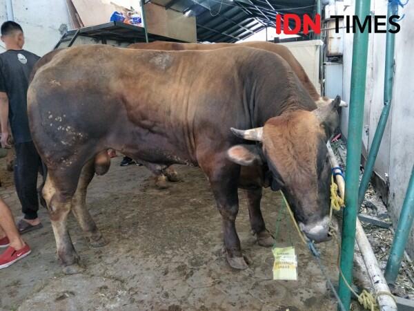 Jokowi Kurban Sapi 900 Kg di Bandung, Ridwan Kamil 625 Kg