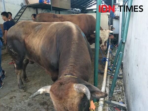 Jokowi Kurban Sapi 900 Kg di Bandung, Ridwan Kamil 625 Kg