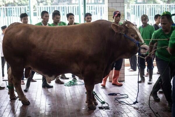 Sapi Jokowi Jadi Hewan Kurban Pertama yang Disembelih di Istiqlal