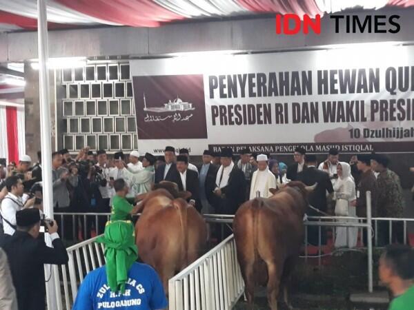 Sapi Jokowi Jadi Hewan Kurban Pertama yang Disembelih di Istiqlal