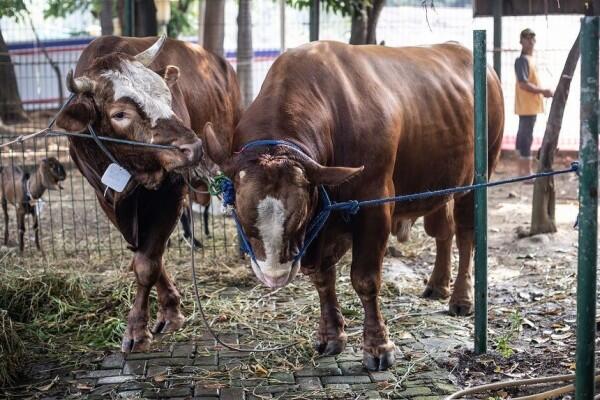 Sapi Jokowi Jadi Hewan Kurban Pertama yang Disembelih di Istiqlal