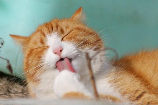 7 Makna Idiom Inggris Menggunakan Kata Kucing, Unik Banget!