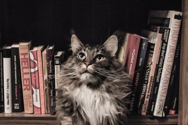 7 Makna Idiom Inggris Menggunakan Kata Kucing, Unik Banget!