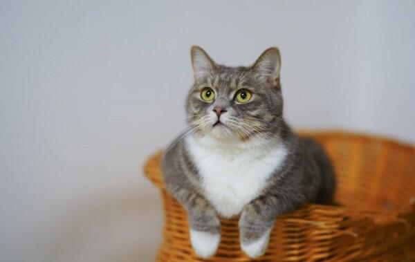 7 Makna Idiom Inggris Menggunakan Kata Kucing, Unik Banget!