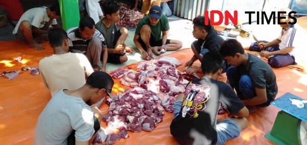 Sapi Kurban Jokowi di Gunungkidul Lukai Warga saat Hendak Disembelih
