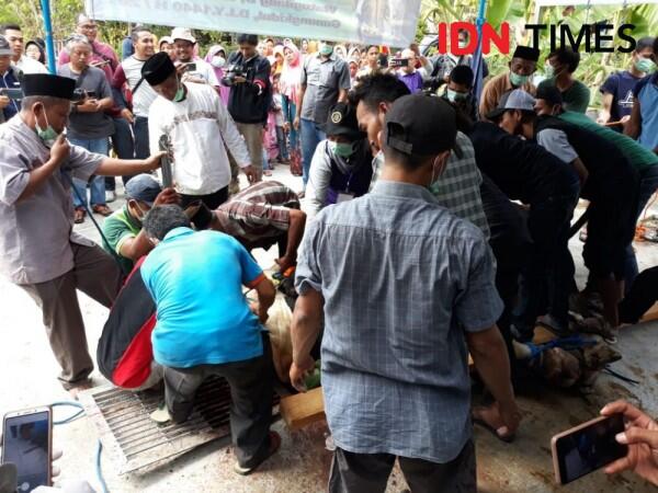 Sapi Kurban Jokowi di Gunungkidul Lukai Warga saat Hendak Disembelih