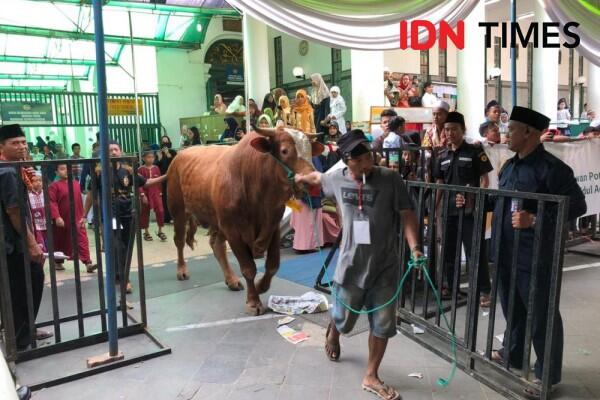 Sapi Kurban Jokowi di Palembang Jadi Sasaran Swafoto Warga
