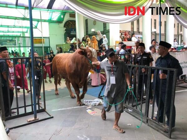 Sapi Kurban Jokowi di Palembang Jadi Sasaran Swafoto Warga