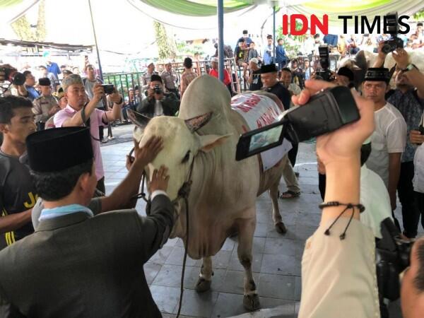 Sapi Kurban Jokowi di Palembang Jadi Sasaran Swafoto Warga