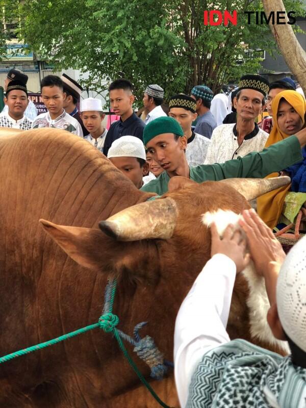 Sapi Kurban Jokowi di Palembang Jadi Sasaran Swafoto Warga