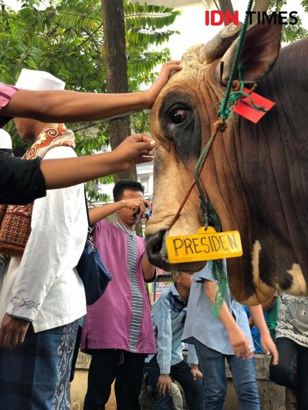 Sapi Kurban Jokowi di Palembang Jadi Sasaran Swafoto Warga