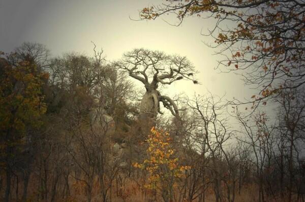 5 Fakta Unik Baobab, Pohon Kehidupan Raksasa Berusia Ribuan Tahun