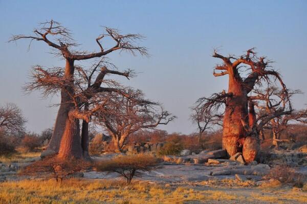5 Fakta Unik Baobab, Pohon Kehidupan Raksasa Berusia Ribuan Tahun