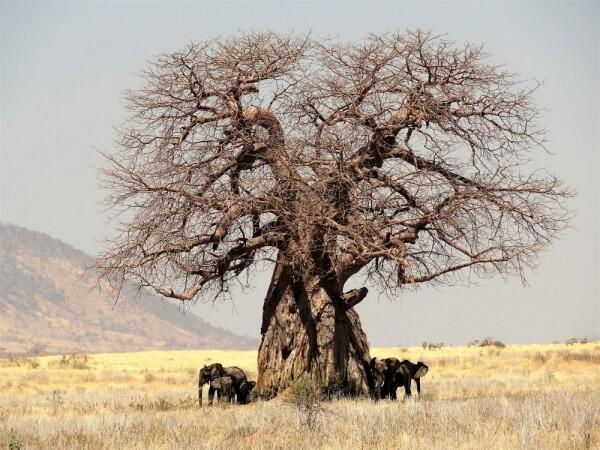 5 Fakta Unik Baobab, Pohon Kehidupan Raksasa Berusia Ribuan Tahun
