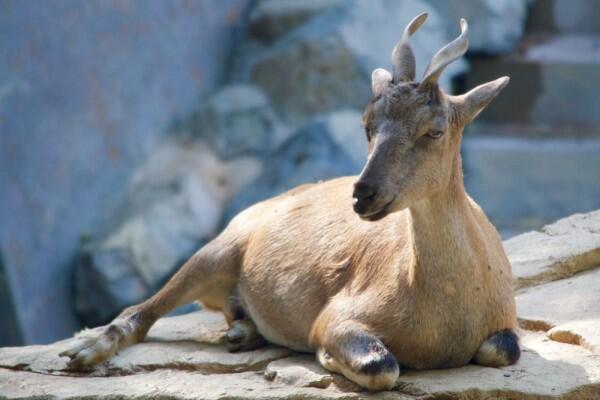 Jadi Hewan Kurban! 6 Fakta Unik Kambing yang Belum Banyak Orang Tahu