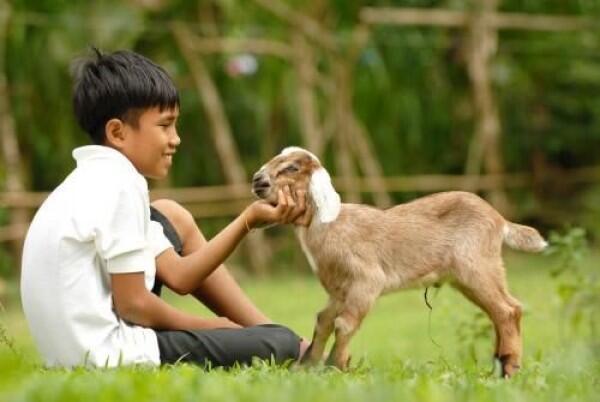 Jadi Hewan Kurban! 6 Fakta Unik Kambing yang Belum Banyak Orang Tahu