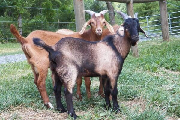 Jadi Hewan Kurban! 6 Fakta Unik Kambing yang Belum Banyak Orang Tahu