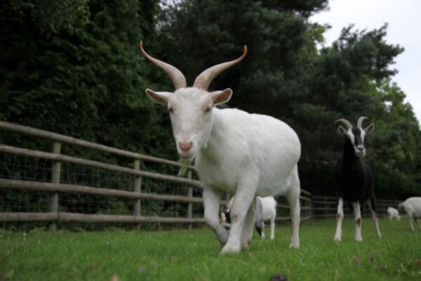 Jadi Hewan Kurban! 6 Fakta Unik Kambing yang Belum Banyak Orang Tahu