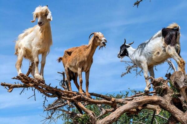 Jadi Hewan Kurban! 6 Fakta Unik Kambing yang Belum Banyak Orang Tahu