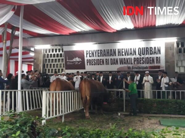 Jokowi Kurban Sapi Limosin 1,7 Ton di Masjid Istiqlal