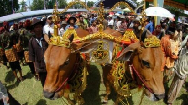8 Tradisi Unik Perayaan Iduladha di Indonesia, Ada Pengantin Sapi lho