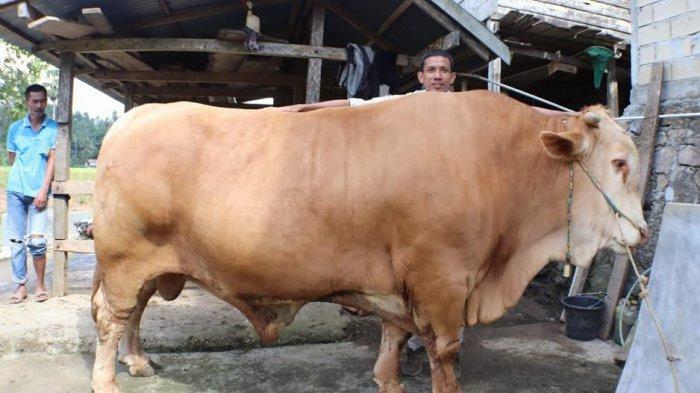 Sapi terberat dari 2014 hingga 2019 yang di kurbankan para pejabat
