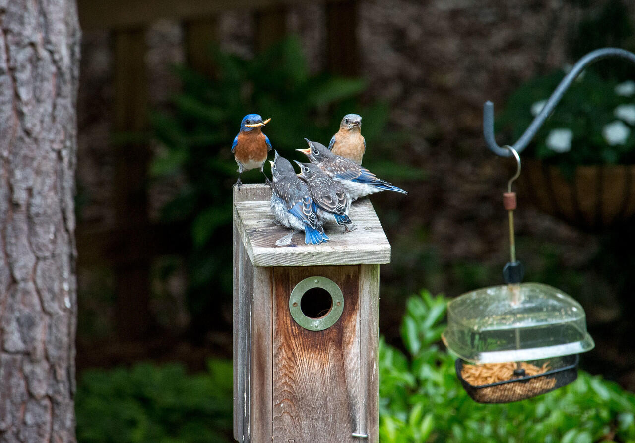 Populasi Burung di Inggris Meningkat Karena Ini