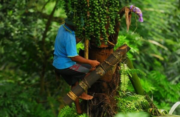 Tips Bikin Gula Aren yang Berkualitas, Lebih Sehat dari Gula Pasir