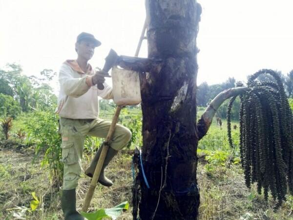 Tips Bikin Gula Aren yang Berkualitas, Lebih Sehat dari Gula Pasir