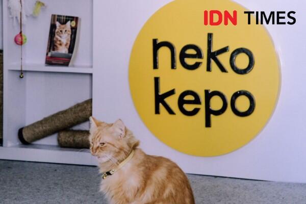 20 Potret Unik Neko Kepo Sebagai Kafe Kucing Pertama di Surabaya