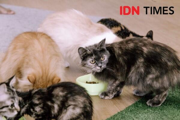 20 Potret Unik Neko Kepo Sebagai Kafe Kucing Pertama di Surabaya