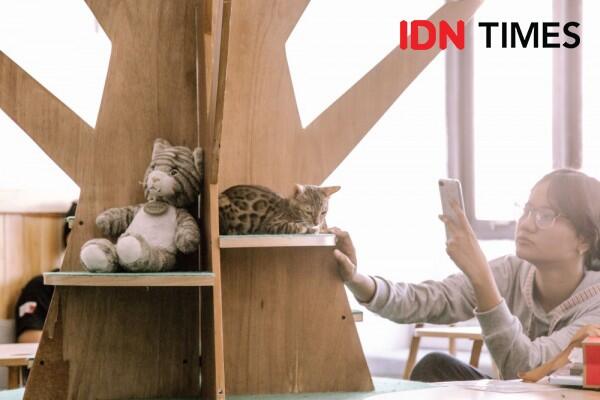 20 Potret Unik Neko Kepo Sebagai Kafe Kucing Pertama di Surabaya