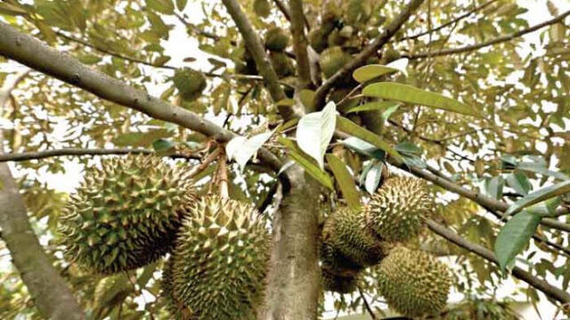TRAGIS! Ibu dan Anak Tertimpa Durian Runtuh. Bukan Untung tapi malah Sial