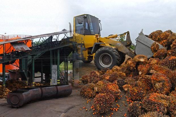 Genjot SDM Kompeten Demi Capai Produksi Sawit RI Terbesar di Dunia