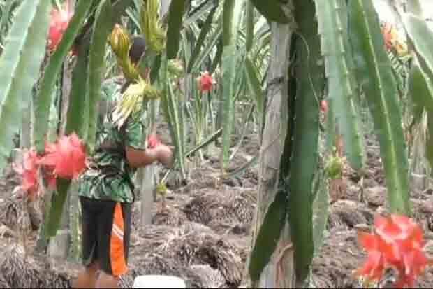 Agro Wisata Buah Naga, Pengunjung Bisa Petik Langsung di Kebun