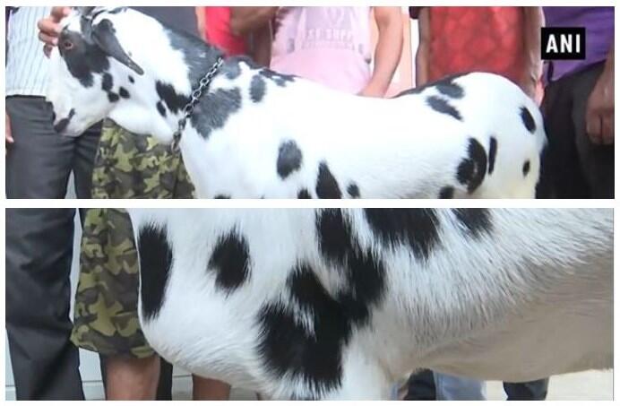 Ada Lafaz Allah di Tubuhnya, Salman Si Kambing Ganteng yang Terjual Rp 160 Juta