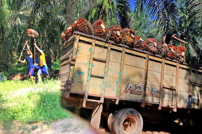 Tarif minyak sawit dibalas produk susu olahan