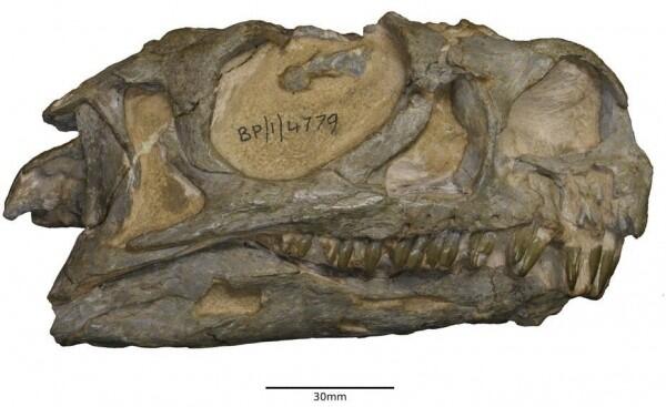 Dinosaurus Baru Ditemukan di Museum Afrika Selatan, Genusnya Asing loh