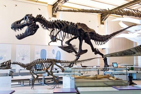 Dinosaurus Baru Ditemukan di Museum Afrika Selatan, Genusnya Asing loh