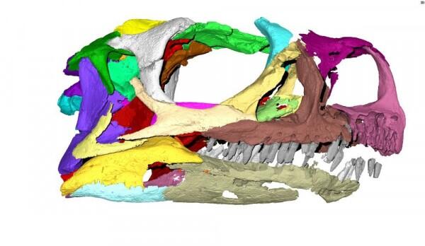 Dinosaurus Baru Ditemukan di Museum Afrika Selatan, Genusnya Asing loh