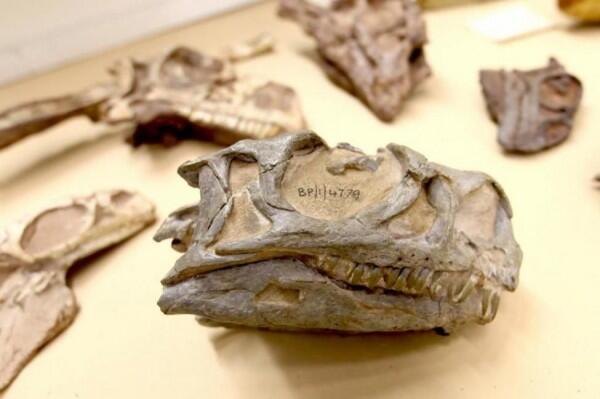 Dinosaurus Baru Ditemukan di Museum Afrika Selatan, Genusnya Asing loh
