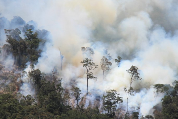 Jokowi Meradang, 4 Pejabat Ini Rame-Rame Pantau Kebakaran Hutan Riau